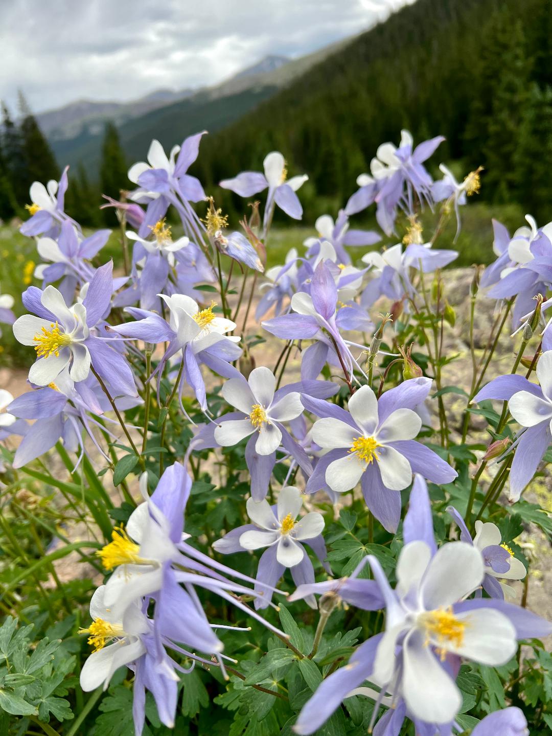 9 Of The Best Wildflower Hikes In Colorado: Beautiful Spring Hiking ...